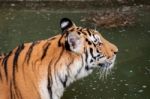 Tiger In The Water Stock Photo