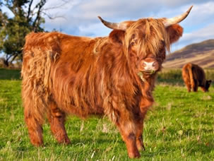 domestic animals