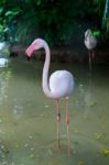 White Flamingo Pink Beak In Water Stock Photo