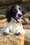 Spaniel Dog With Legs Over A Log Panting Stock Photo