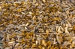 Group Of Insect Termite Stock Photo