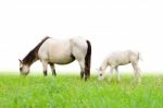 Horse Mare And Foal In Grass On White Background Stock Photo
