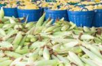 Fresh Corn In Basket Stock Photo