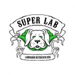 Super Labrador Retriever Dog Wearing Green Cape Stock Photo