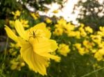 Close-up Of Yellow Flower On The Spring Stock Photo