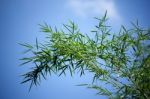 Green Leaf Bamboo Tree Stock Photo