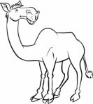 Line Drawing A Camel -  Illustration Stock Photo