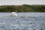 Great White Egret (egretta Alba) In The Danube Delta, Romania Stock Photo