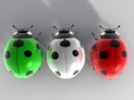 Ladybirds Stock Photo