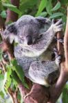 Koala By Itself In A Tree Stock Photo