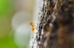 Ant crawling on trunk Stock Photo