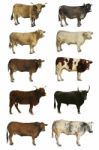 Cows Stock Photo