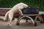 Dogs Was Rummaging Stock Photo