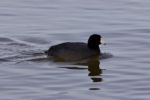 Beautiful Picture With Funny Weird American Coot In The Lake Stock Photo