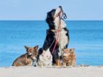 Bernese Mountain Dog Keeps In Leash Three Chihuahua Stock Photo