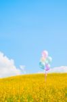 Colorful Balloon Over Yellow Flower Fields With Blue Sky Backgro Stock Photo