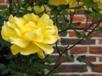 Yellow Rose Flowering Against A Wall In Southwold Stock Photo