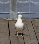 The Freezed Uncertain Gull Stock Photo