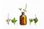 Holy Basil  Essential Oil In A Glass Bottle With Fresh Holy Basi Stock Photo