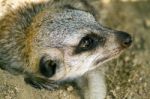 Small Meerkat Or Suricate (suricata Suricatta) On The Dirt Stock Photo