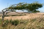 Tree Bent Over Due To Prolonged Force Of The Wind Near Beachy He Stock Photo