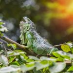 Iguana Stock Photo