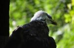 Bald Eagle-official National Bird Of Usa Stock Photo