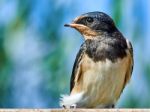 Portrait Sand Martin Stock Photo