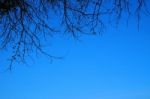 Blue Sky With Tree And Branches Stock Photo