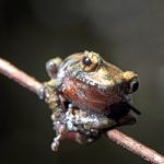 Frog Stock Photo