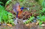 Blue-eared Kingfisher Catching Stock Photo