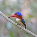 Male Banded Kingfisher Stock Photo