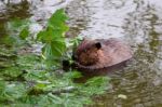 The Funny Beaver Is Eating The Leaves Stock Photo