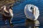 Adult Mute Swan With Cygnet On The River Great Ouse At Ely Stock Photo