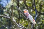 Cockatoo In A Tree Stock Photo