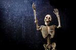 Human Skeleton Stock Photo
