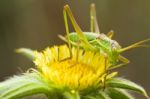 Great Green Bush-cricket (tettigonia Viridissima) Stock Photo