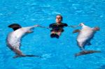Dolphin Show Stock Photo