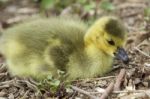 Beautiful Isolated Image With A Cute Chick Of Canada Geese Stock Photo