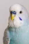 Common Pet Parakeet Stock Photo
