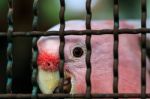 Major Mitchell Cockatoo Behind Cage Stock Photo