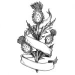Scottish Thistle With Ribbon Sketch Stock Photo