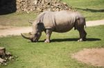 Rhino In The Park Zoo Stock Photo