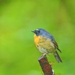 Snowy-browed Flycatcher Stock Photo