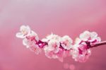 Cherry Blossom With Soft Focus, Sakura Season Background Stock Photo