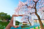 Hand Holding Smart Phone Take A Photo At Gyeongbokgung Palace With Cherry Blossom Stock Photo