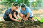 Mother And Young Daughter Planting Vegetable In Home Garden Fiel Stock Photo
