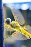 Yellow Dragonfly Stock Photo