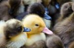 Gosling And Ducklings For Sale Stock Photo