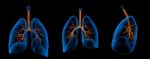 3d Medical Illustration - Lungs With Visible Bronchi Stock Photo